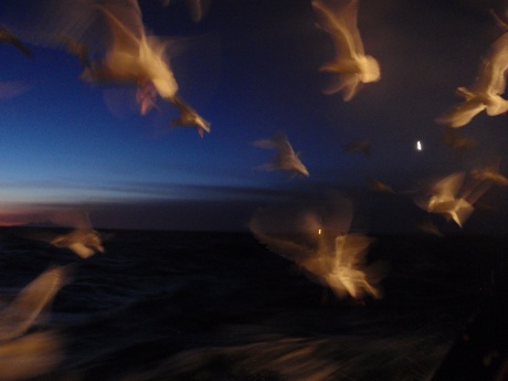 Sunrise at sea with some birds interupting.